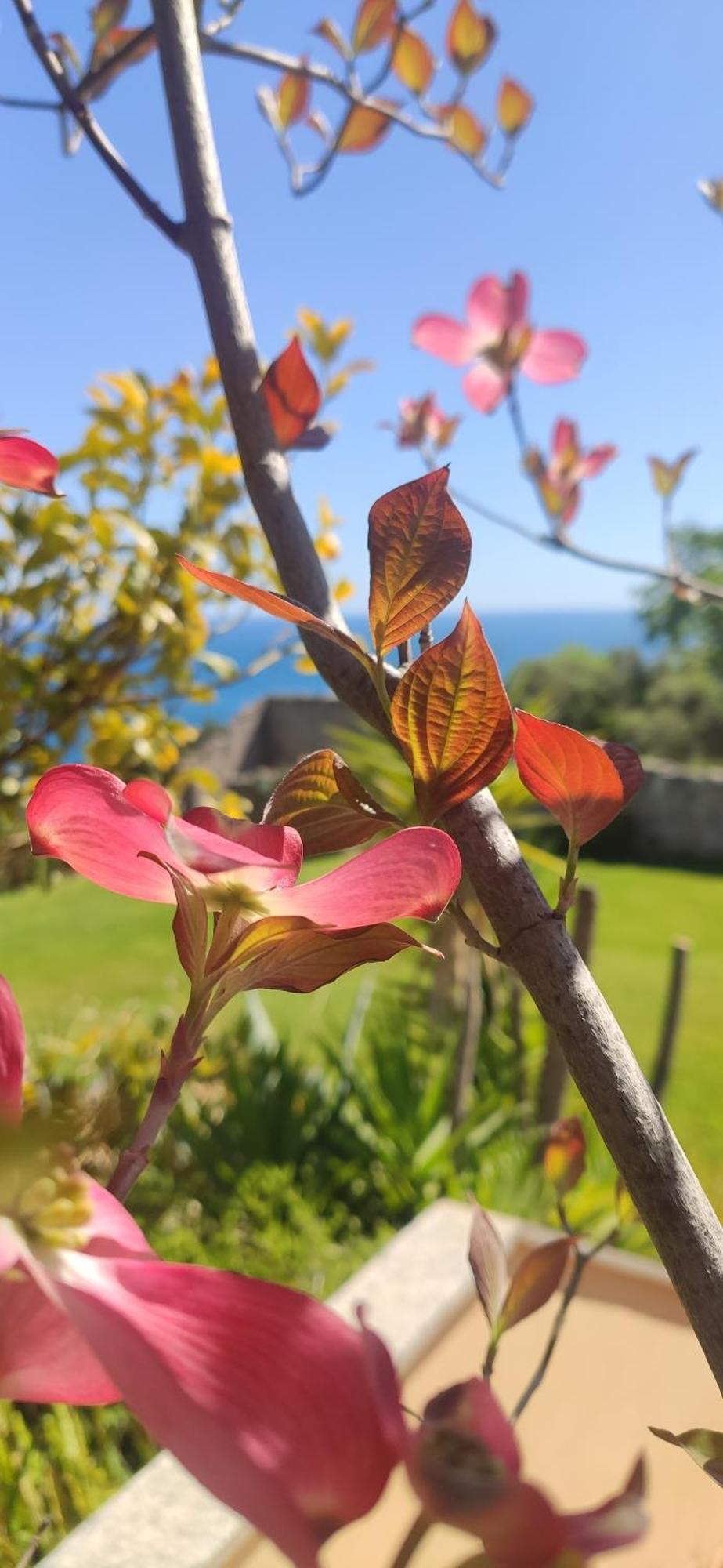 Il Giardino Sull'Isola - Appartamento - Bergeggi Eksteriør billede